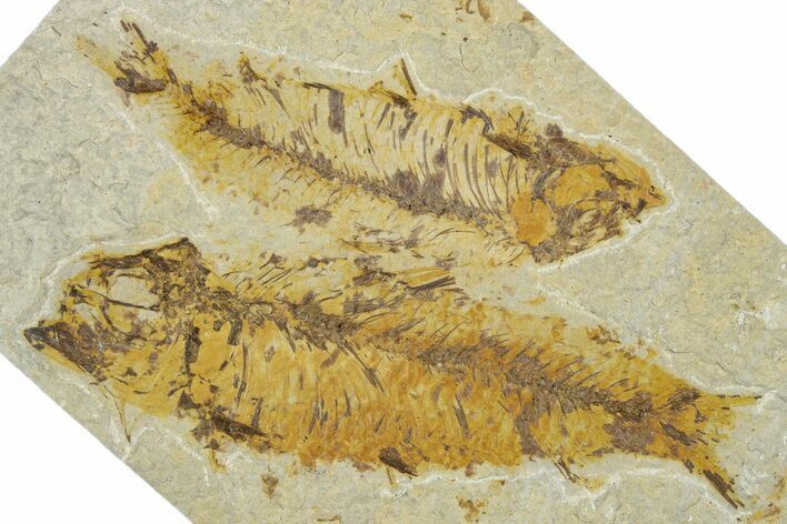 Plate of Two Fossil Fish (Knightia) - Wyoming #330843
